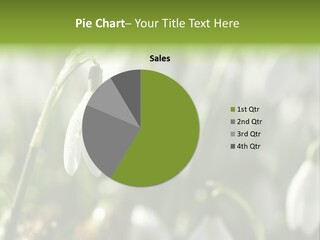 Scintillate Plant Grass PowerPoint Template