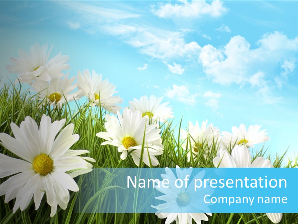 Countryside Plain Daisy PowerPoint Template