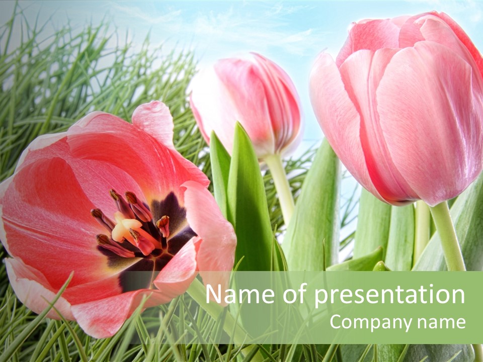 Sunlight Mother Garden PowerPoint Template