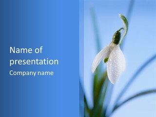 Closeup Dew Spring Flower PowerPoint Template