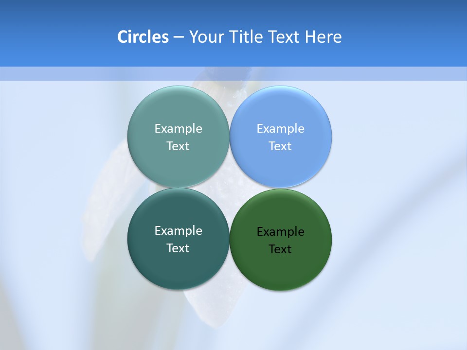 Closeup Dew Spring Flower PowerPoint Template