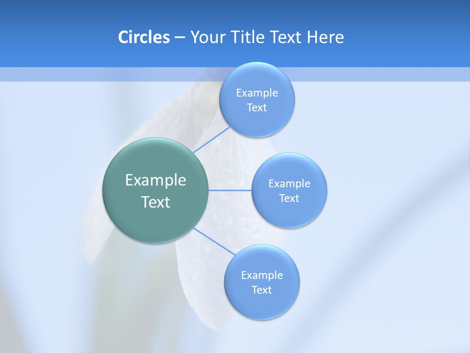 Closeup Dew Spring Flower PowerPoint Template