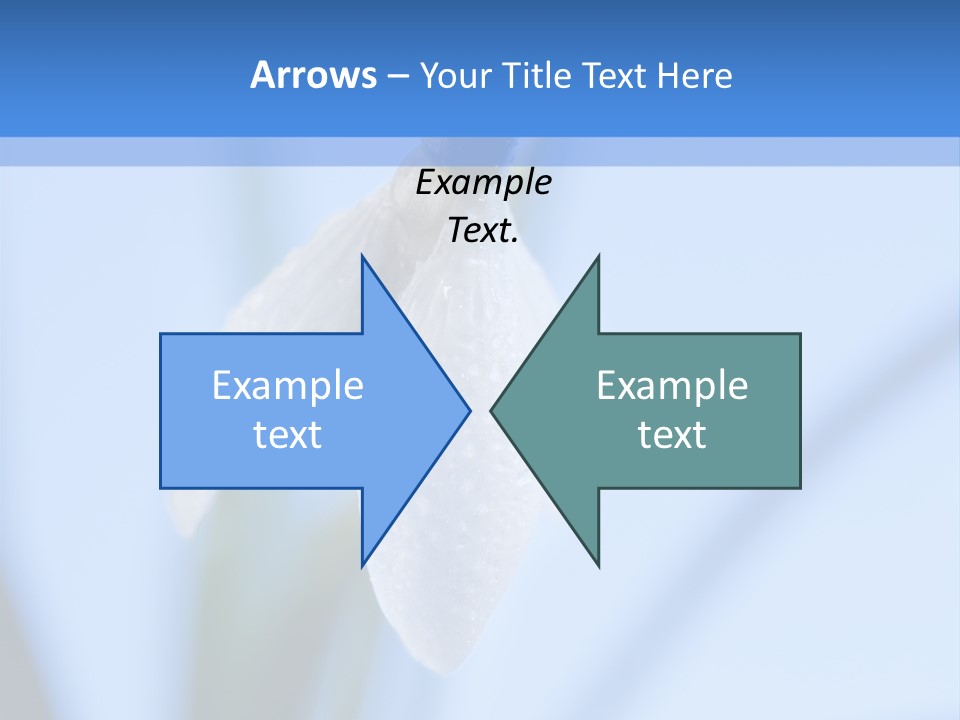 Closeup Dew Spring Flower PowerPoint Template