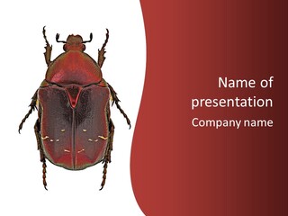 Macro Polished Scarab PowerPoint Template