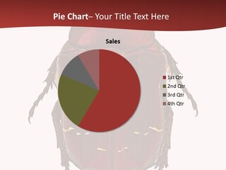 Macro Polished Scarab PowerPoint Template