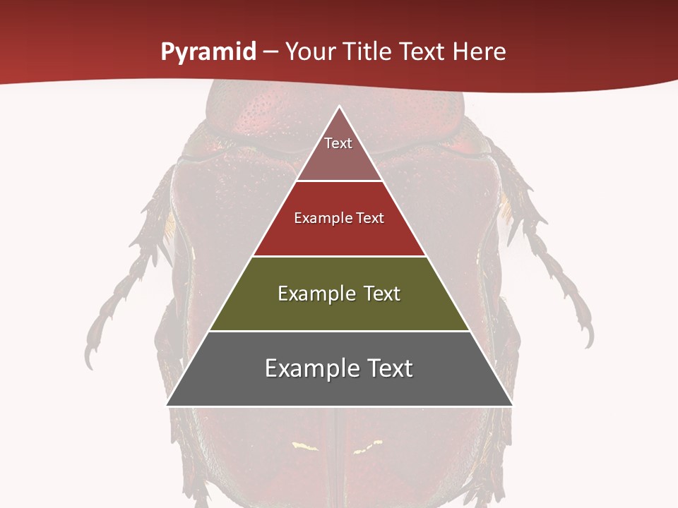 Macro Polished Scarab PowerPoint Template