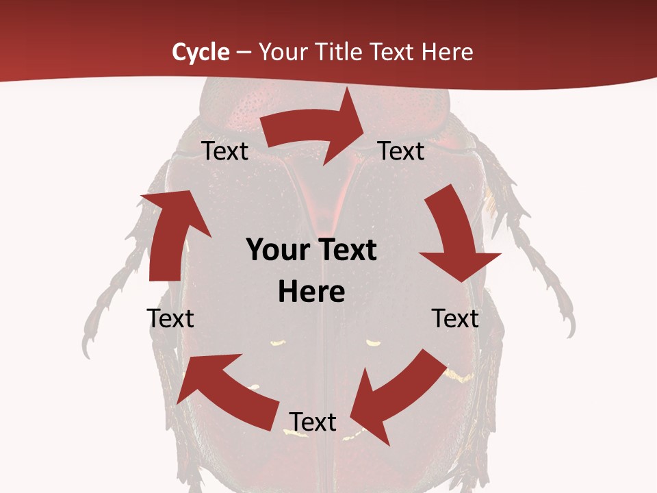 Macro Polished Scarab PowerPoint Template