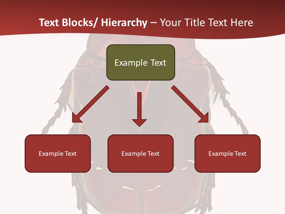 Macro Polished Scarab PowerPoint Template