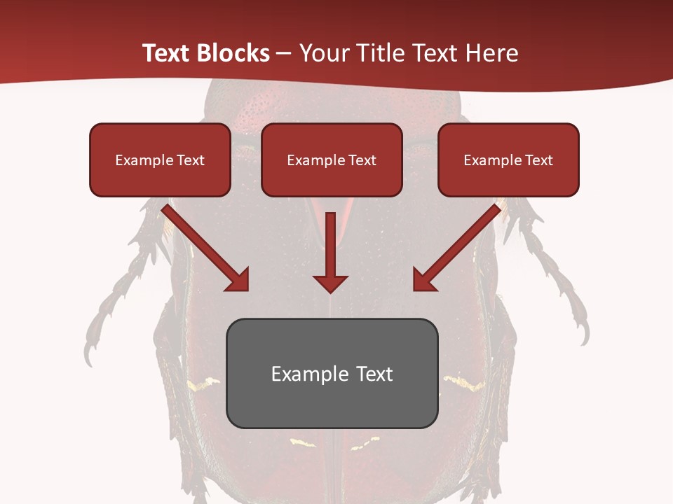 Macro Polished Scarab PowerPoint Template