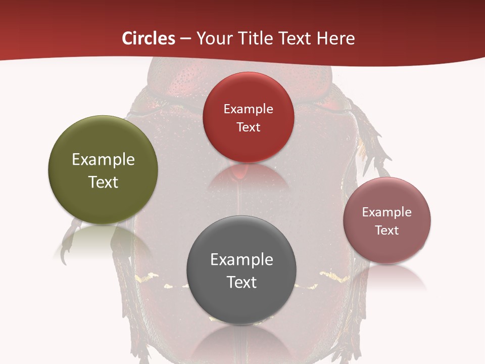 Macro Polished Scarab PowerPoint Template