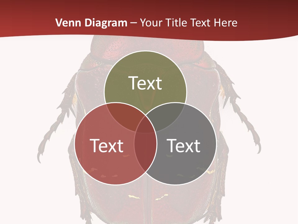 Macro Polished Scarab PowerPoint Template