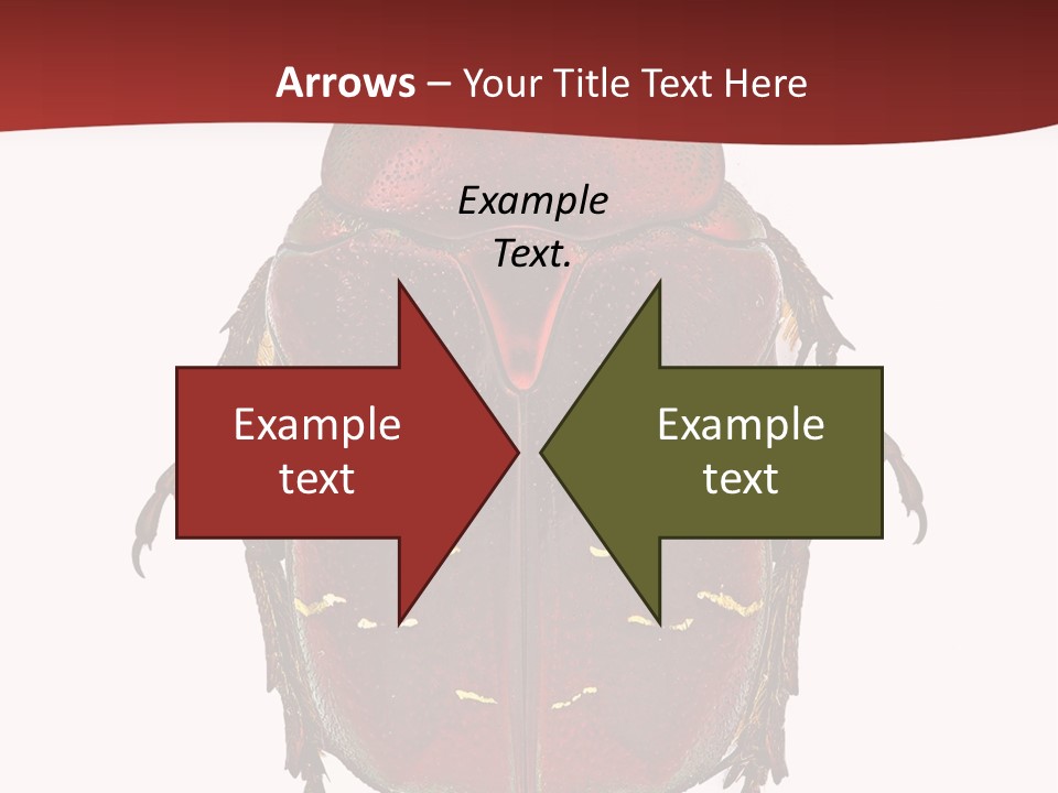 Macro Polished Scarab PowerPoint Template