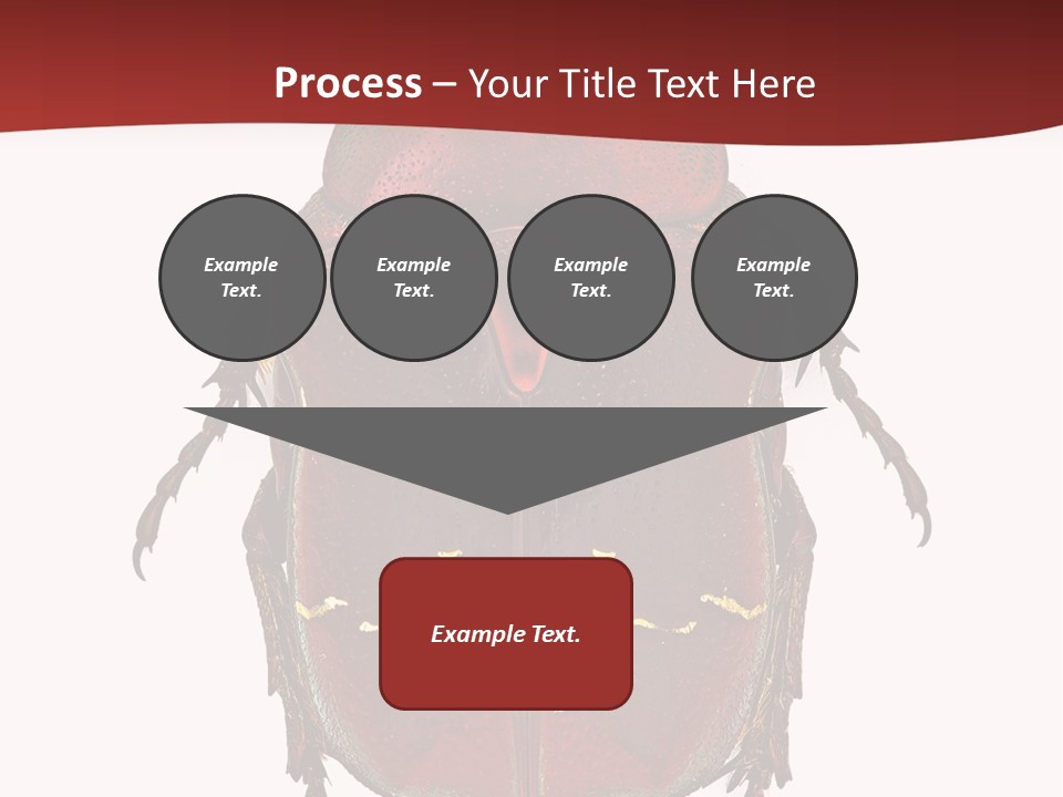 Macro Polished Scarab PowerPoint Template