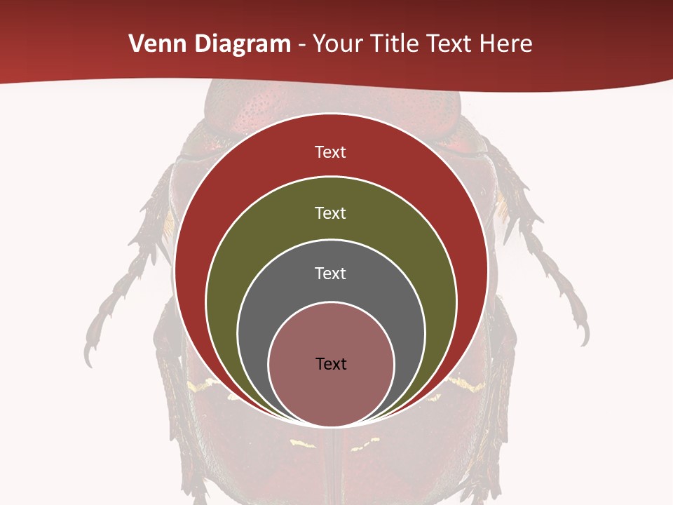 Macro Polished Scarab PowerPoint Template