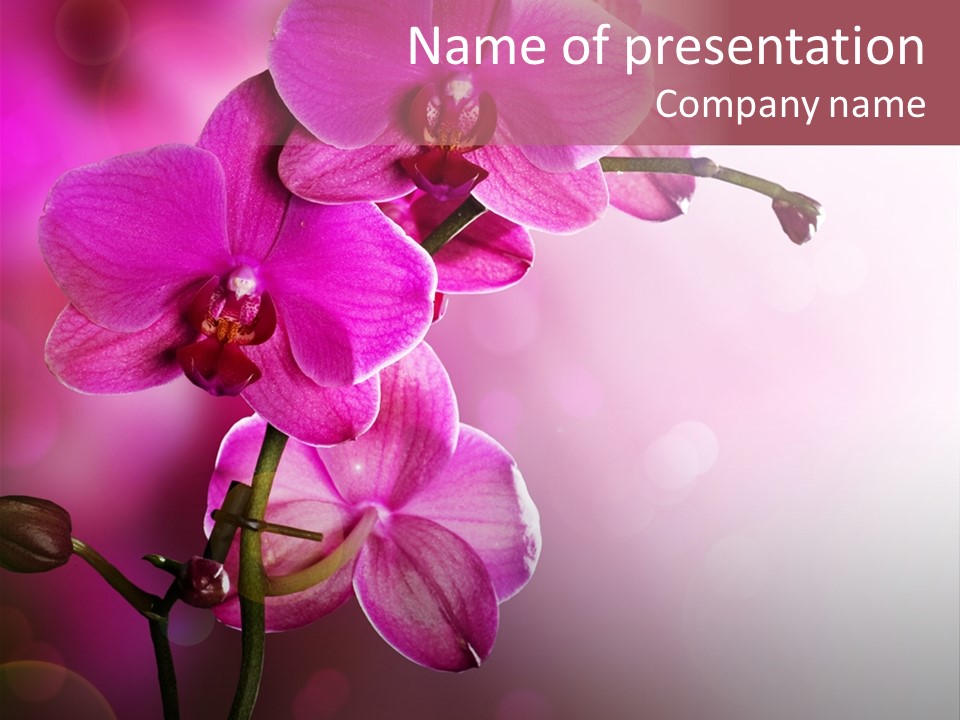 Orchid Isolated Blur PowerPoint Template