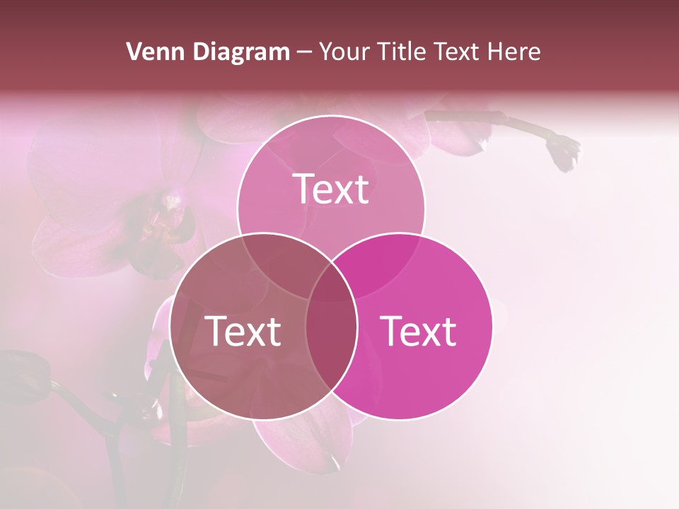 Orchid Isolated Blur PowerPoint Template