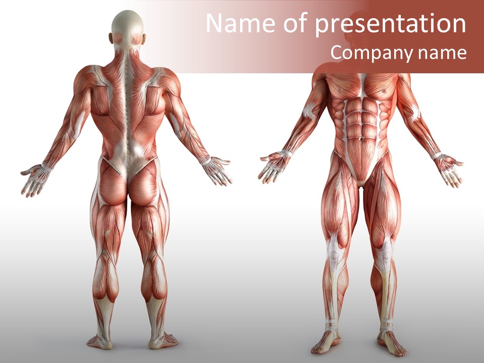 Muscle Angle System PowerPoint Template