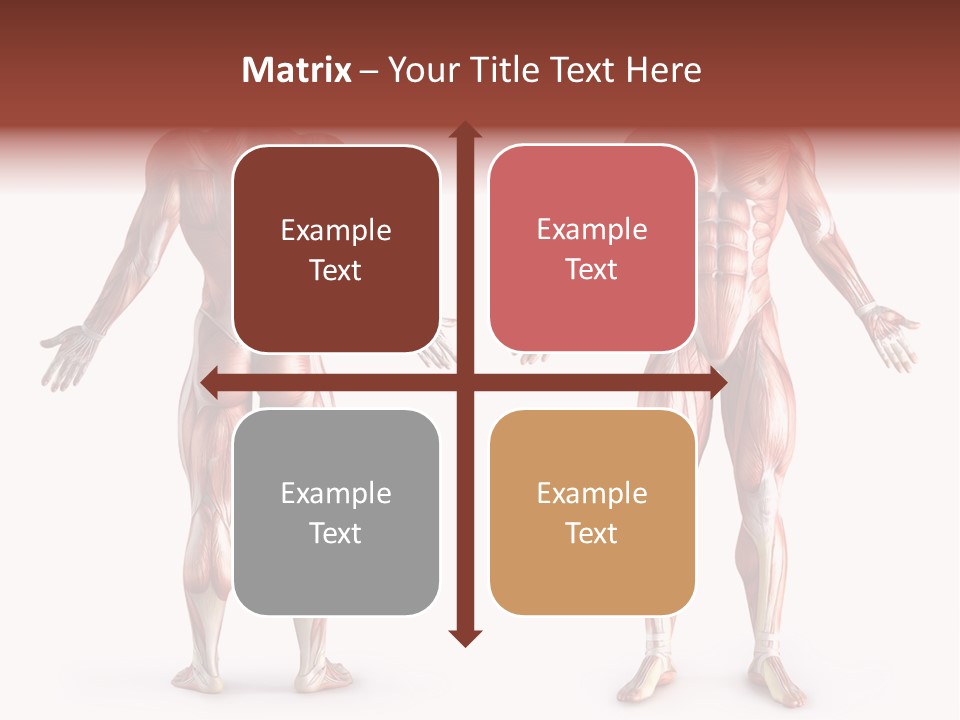 Muscle Angle System PowerPoint Template