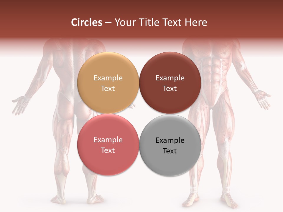 Muscle Angle System PowerPoint Template