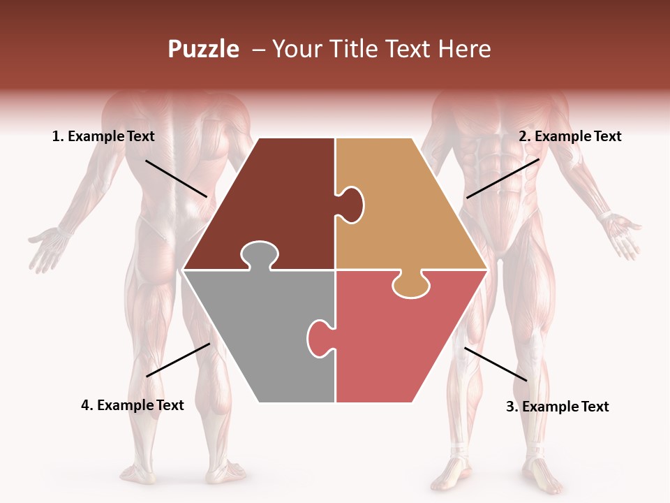 Muscle Angle System PowerPoint Template