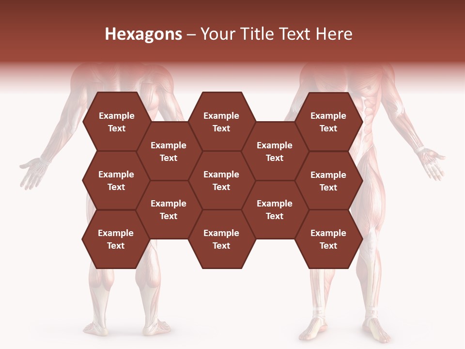 Muscle Angle System PowerPoint Template