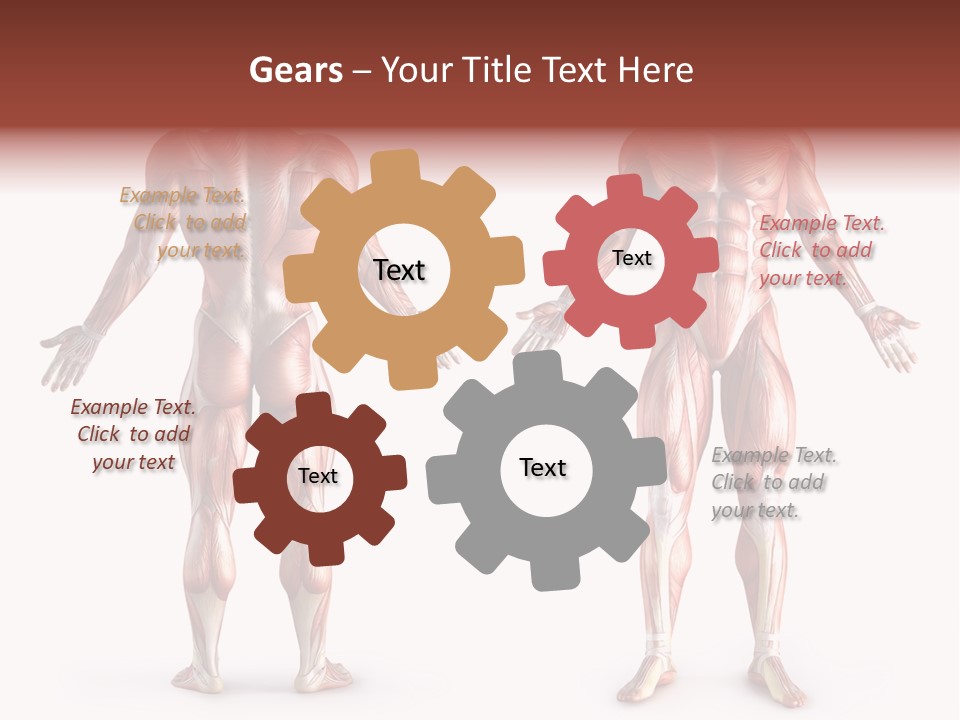 Muscle Angle System PowerPoint Template