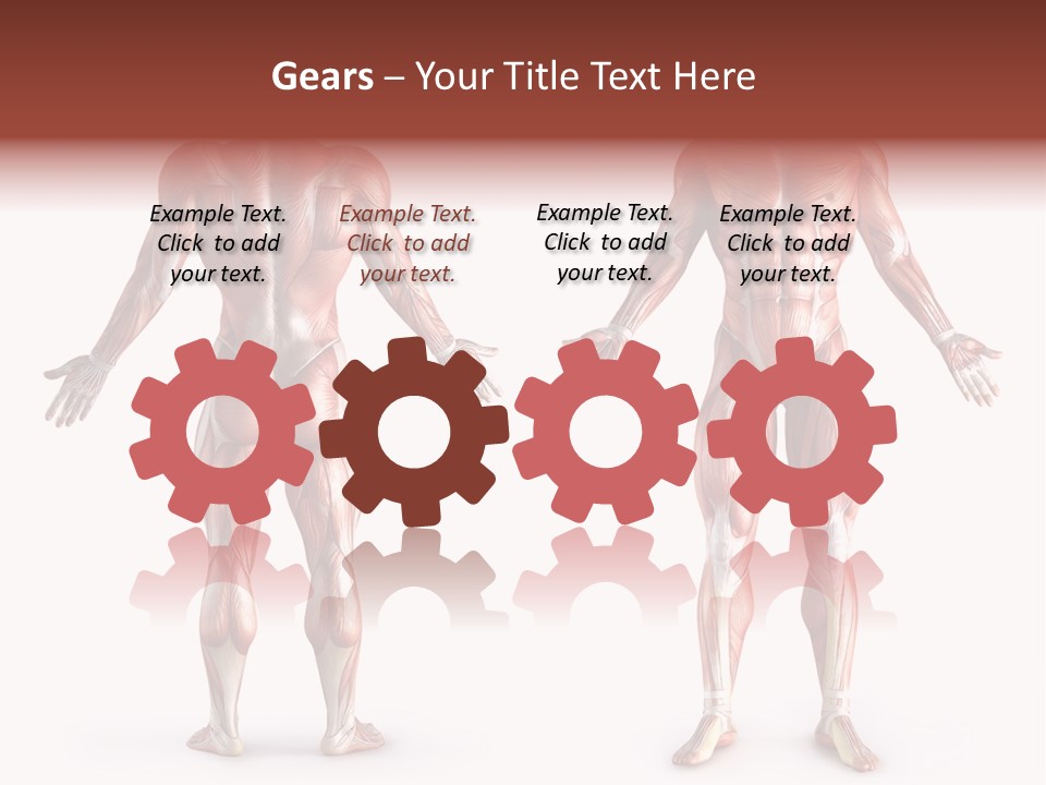 Muscle Angle System PowerPoint Template