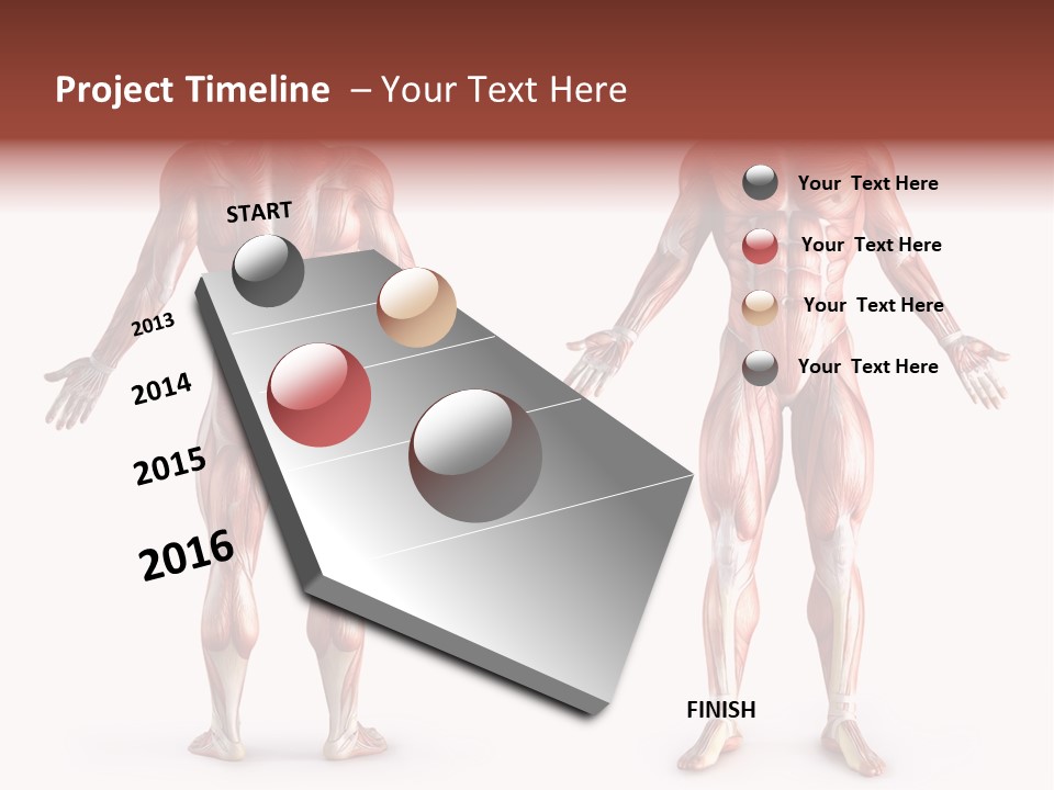 Muscle Angle System PowerPoint Template
