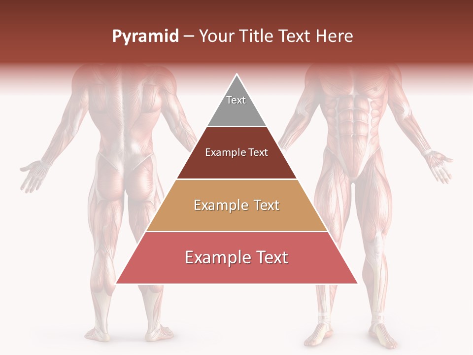 Muscle Angle System PowerPoint Template