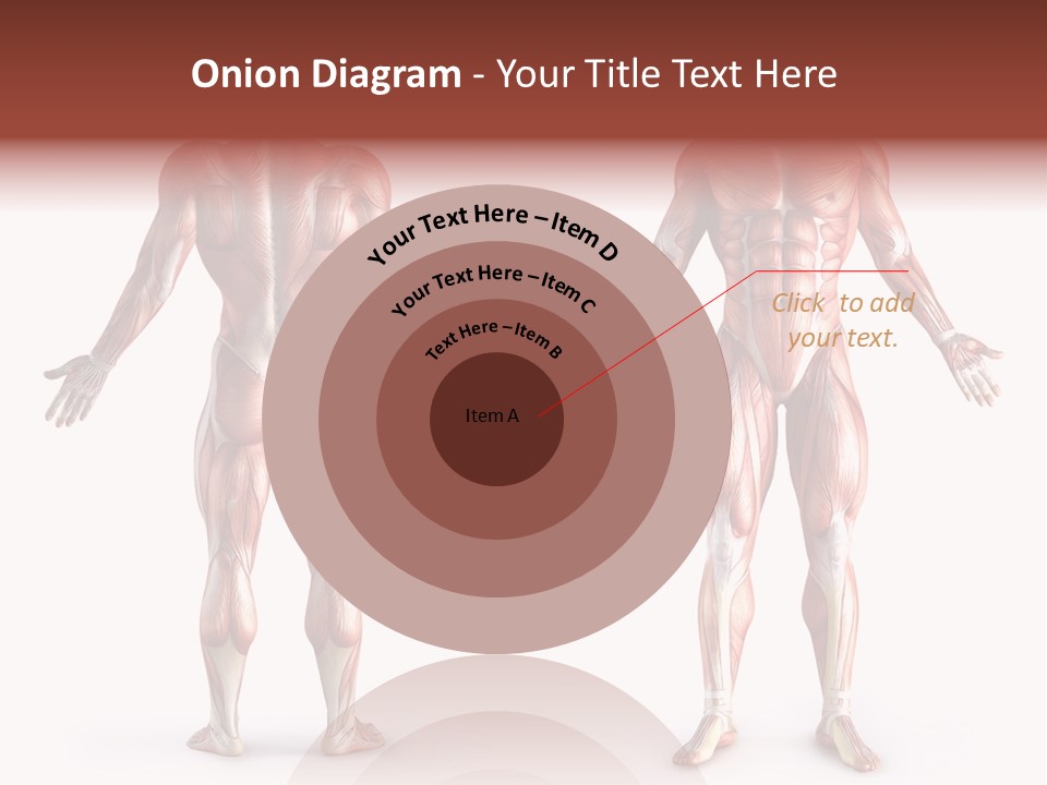 Muscle Angle System PowerPoint Template