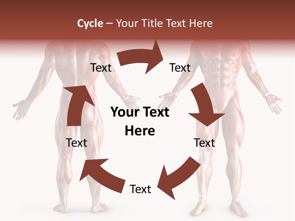 Muscle Angle System PowerPoint Template