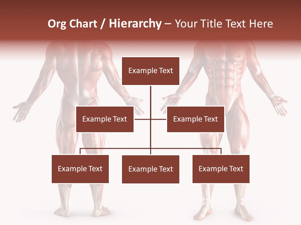 Muscle Angle System PowerPoint Template