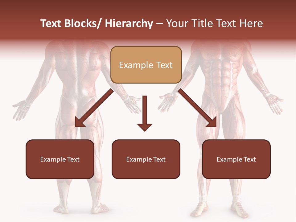 Muscle Angle System PowerPoint Template