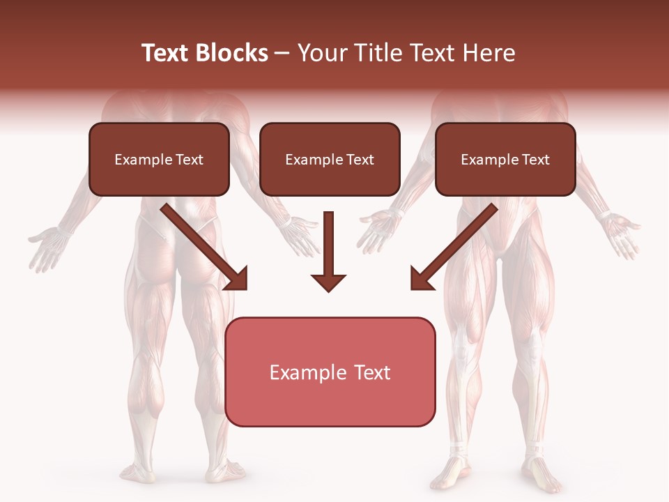 Muscle Angle System PowerPoint Template