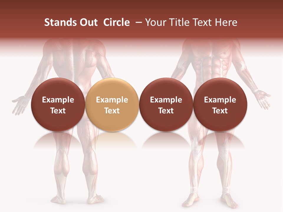 Muscle Angle System PowerPoint Template