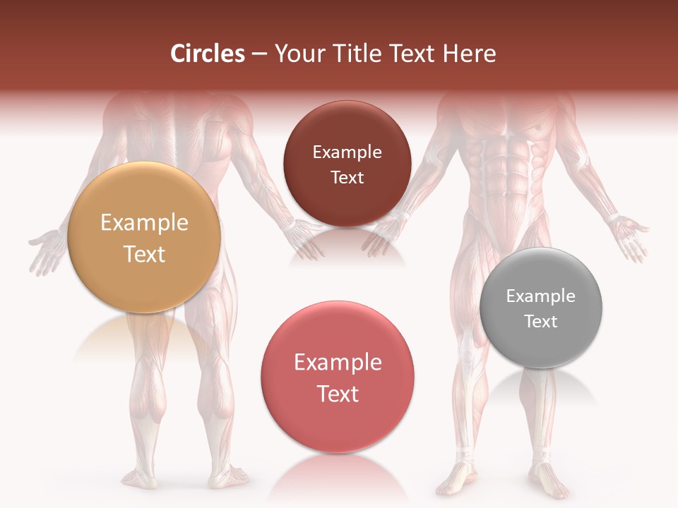 Muscle Angle System PowerPoint Template