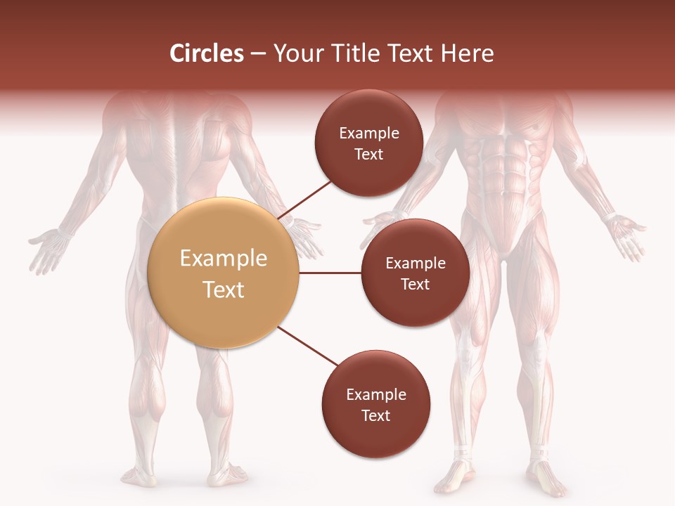 Muscle Angle System PowerPoint Template
