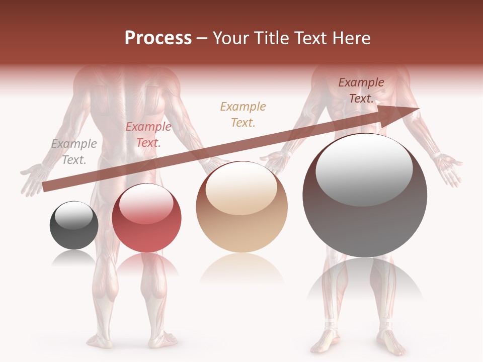 Muscle Angle System PowerPoint Template