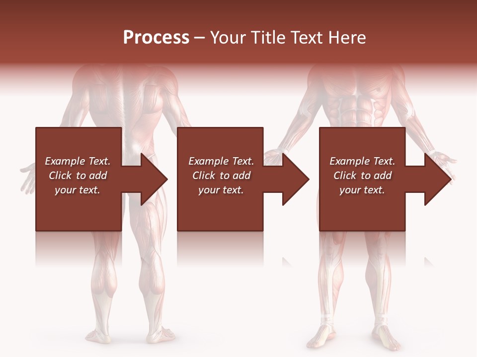 Muscle Angle System PowerPoint Template