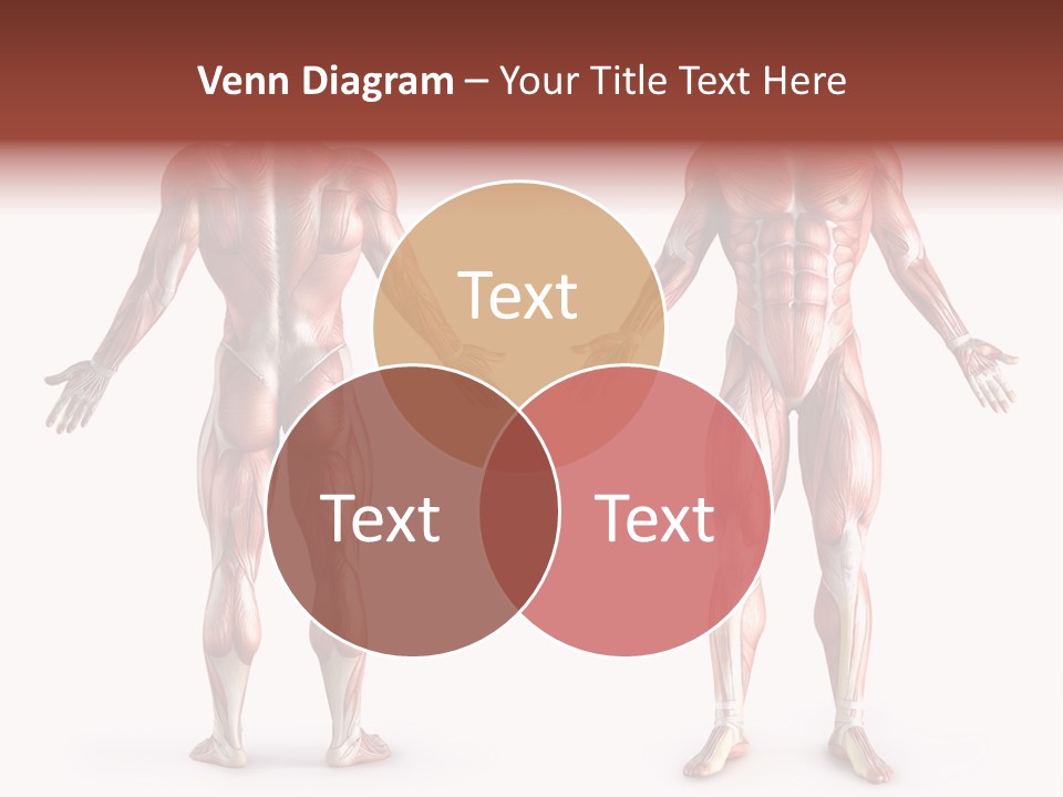 Muscle Angle System PowerPoint Template