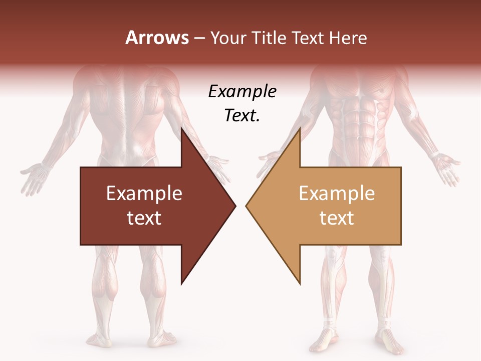 Muscle Angle System PowerPoint Template