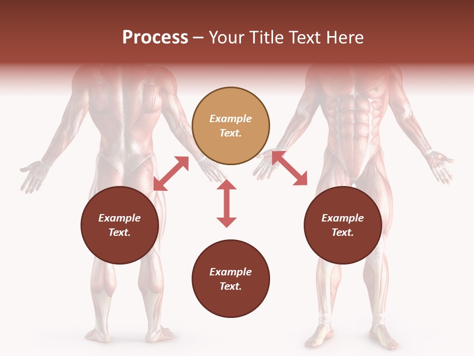 Muscle Angle System PowerPoint Template