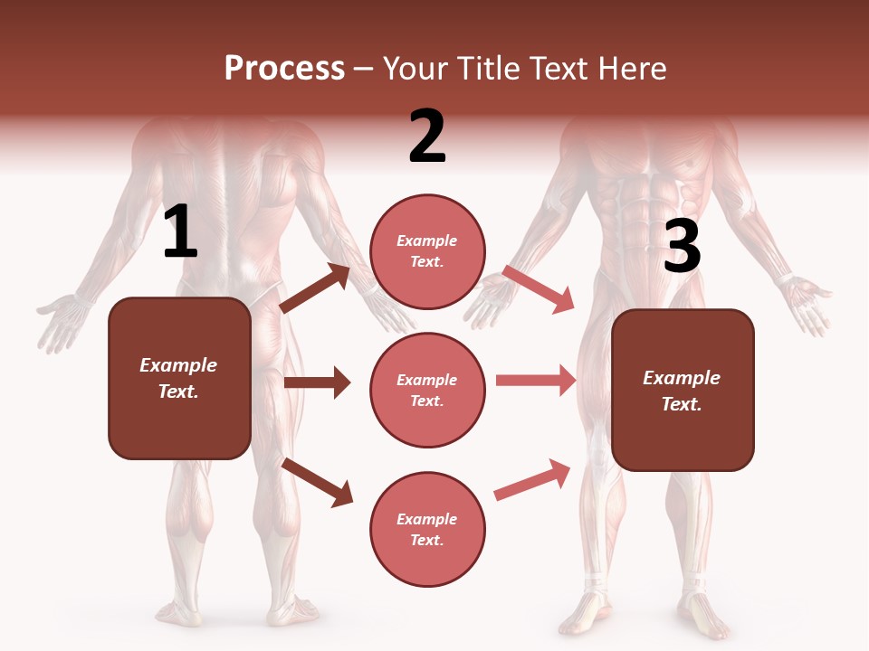 Muscle Angle System PowerPoint Template