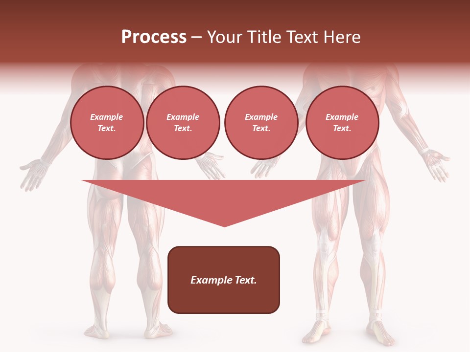 Muscle Angle System PowerPoint Template