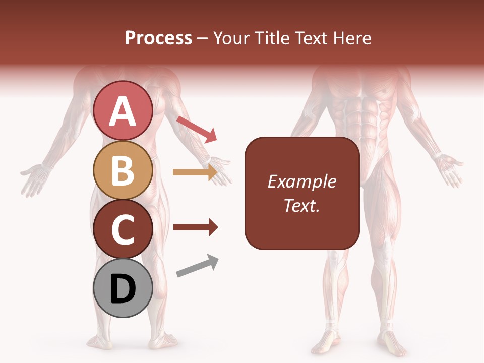Muscle Angle System PowerPoint Template