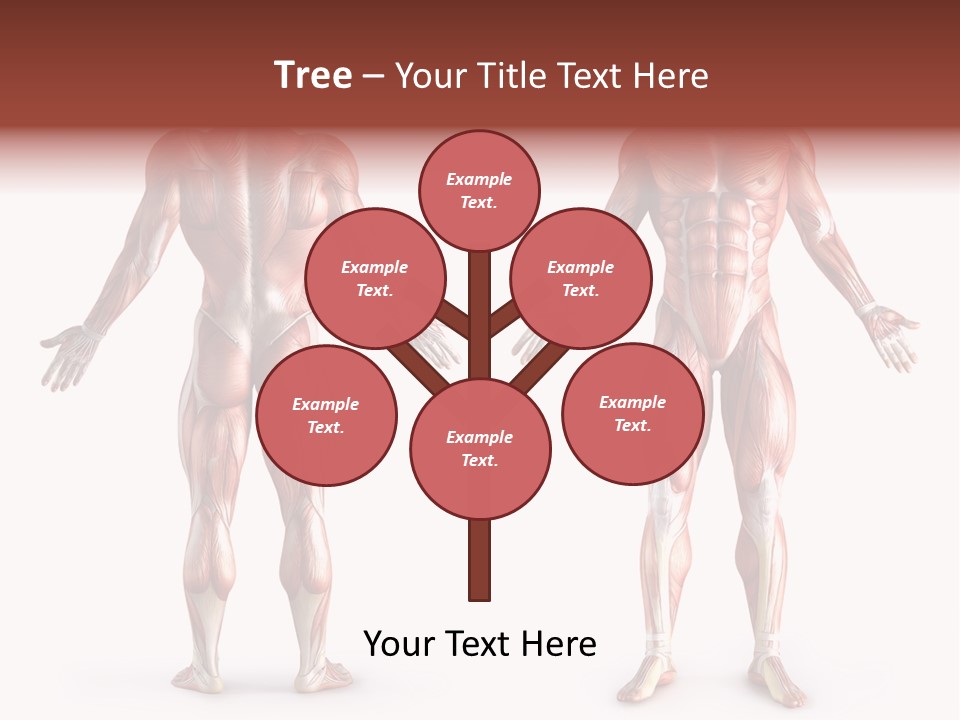 Muscle Angle System PowerPoint Template