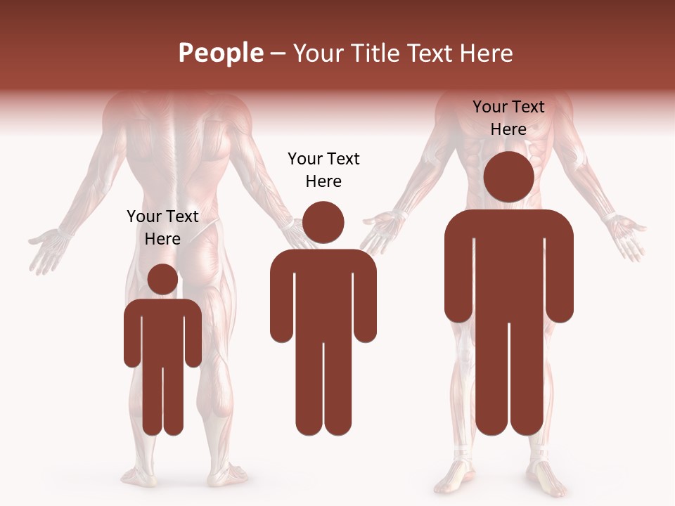 Muscle Angle System PowerPoint Template