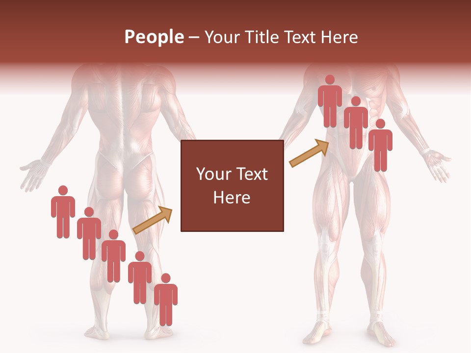 Muscle Angle System PowerPoint Template