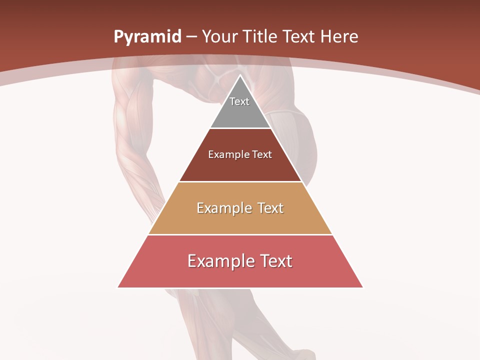 Back Anatomically Health PowerPoint Template