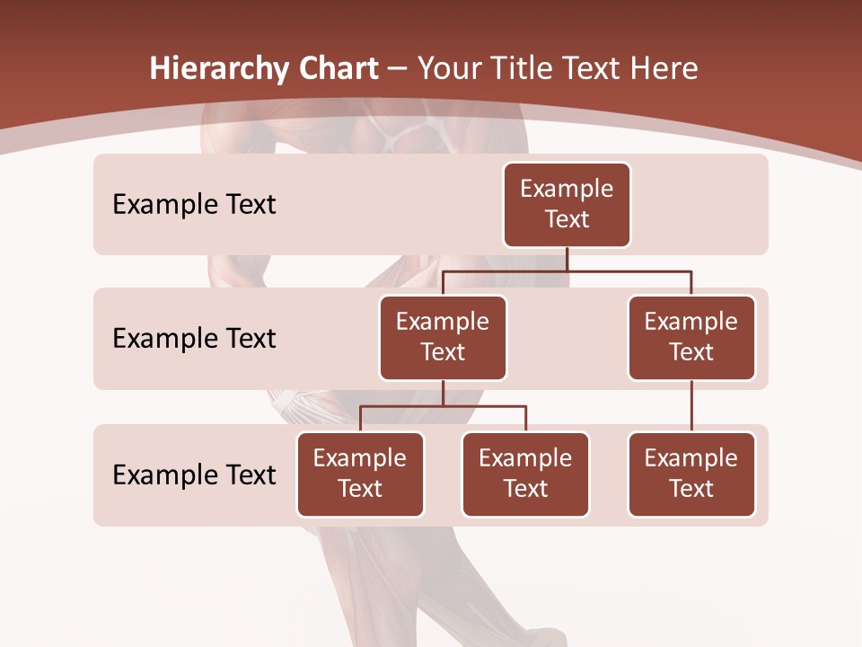 Back Anatomically Health PowerPoint Template